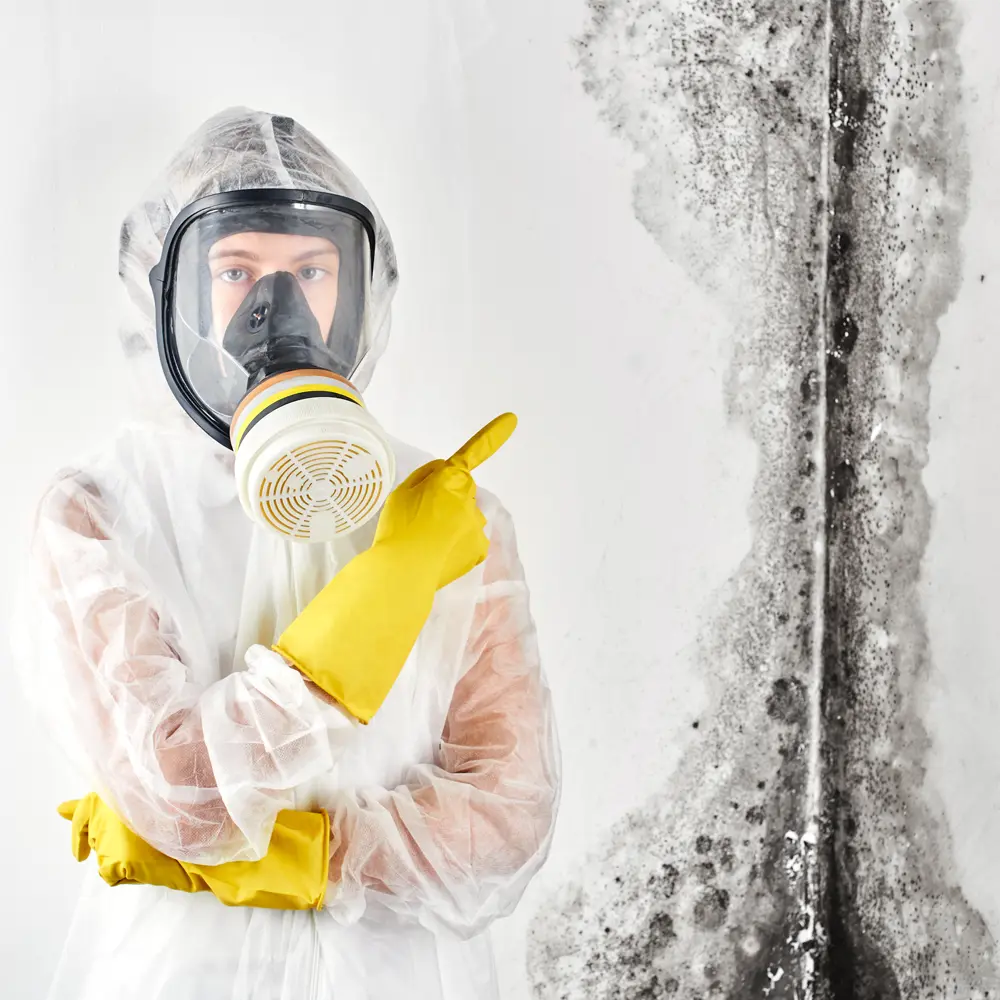 Expert Mold Remediation Services in South Florida