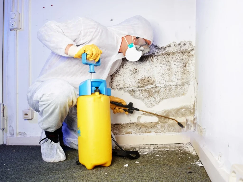 Mold Remediation Expert in South Florida