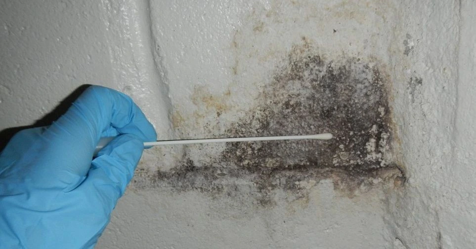 Expert Mold Remediation Services in Hollywood Florida