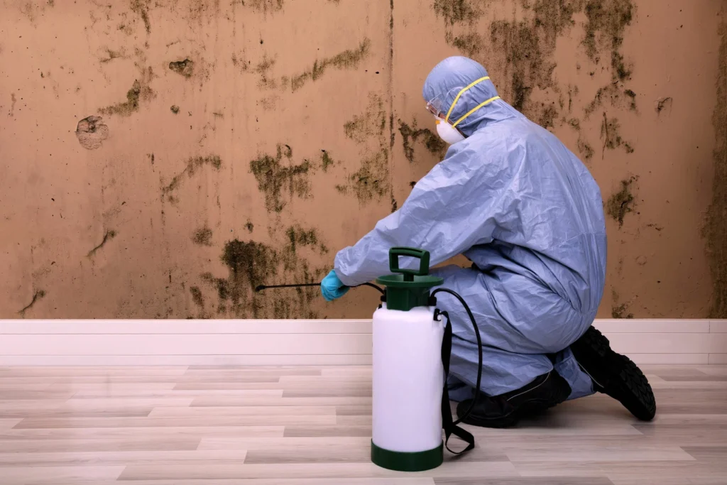 Mold Remediation Experts in Weston Florida
