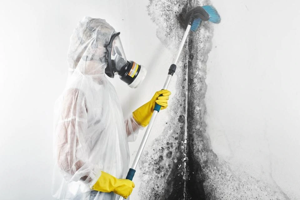 Mold Remediation Experts in Aventura Florida