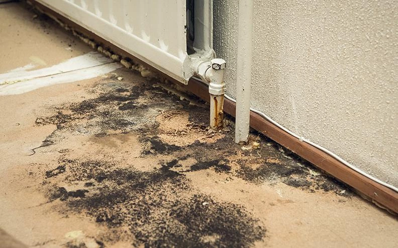 Mold Remediation Experts in Coral Gables Florida