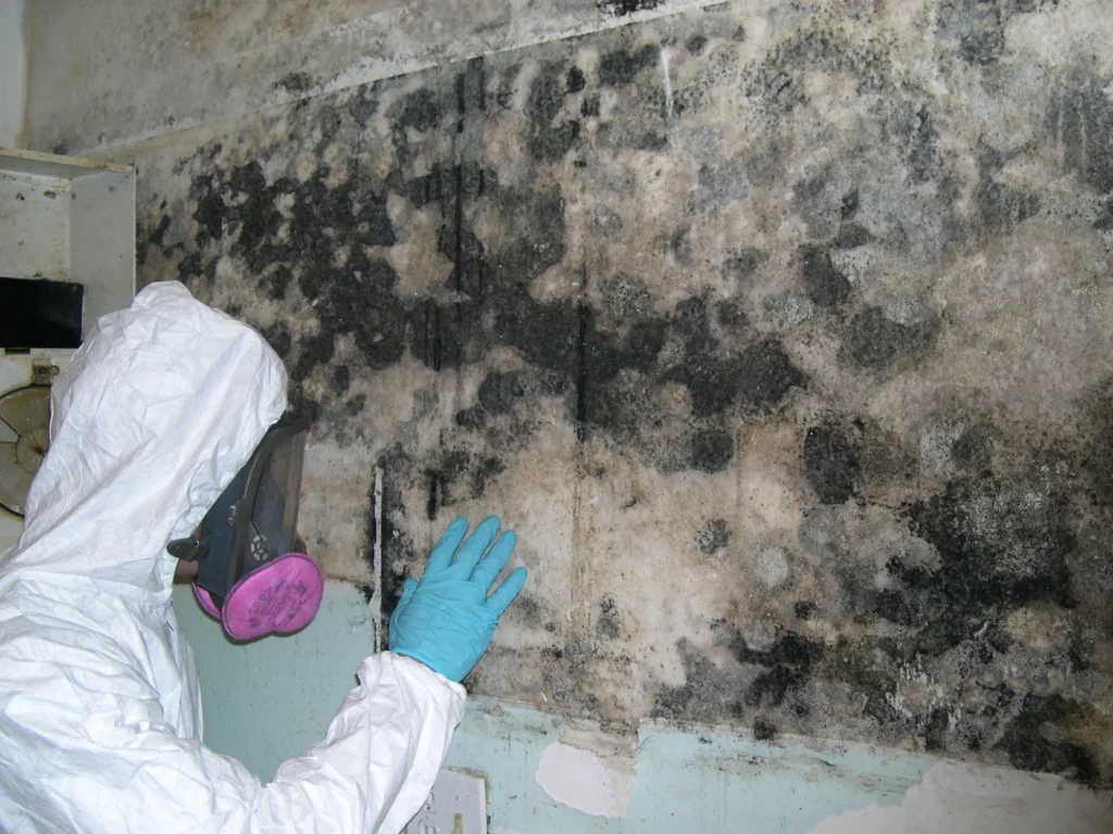 Mold Remediation Services in North Miami Florida