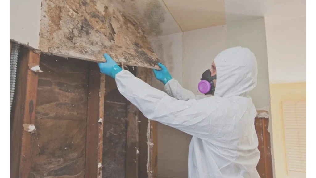 Visual Mold Inspection in South Florida
